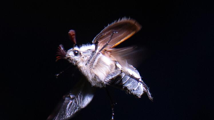 Maik&auml;fer-Massenflug startet