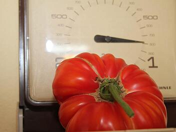 Eine echte Mega-Tomate. Fotos: Sonja Adam