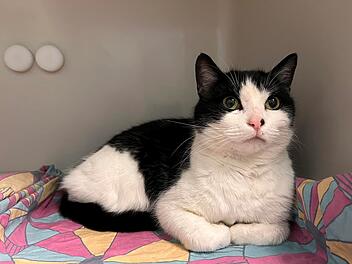 Tierheim Bayreuth: Familie "einfach überglücklich" über Rückkehr von Kater Pino - Hoffnung war bereits verloren