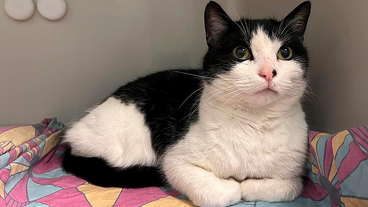 Tierheim Bayreuth: Familie "einfach überglücklich" über Rückkehr von Kater Pino - Hoffnung war bereits verloren