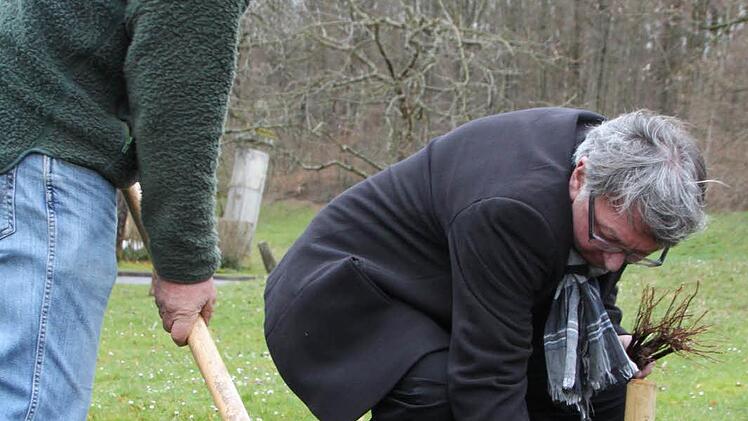 Michael Jansen, Weingutsdirektor des Staatlichen Hofkellers Würzburg, pflanzt die ersten Weinstöcke in Bad Brückenau. Foto: Ulrike Müller