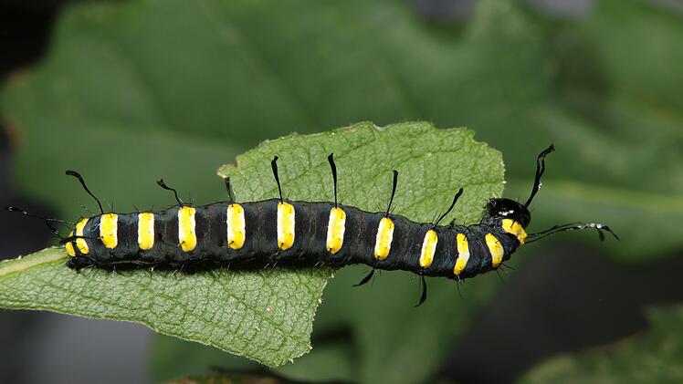 Acronicta alni: die Raupe der Erlen-Rindeneule täuscht mit ihrem äußeren Giftigkeit vor. Foto: Oskar Jungklaus