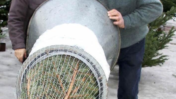 Gerne behilflich: CSU-Vorsitzender Willi Andres organisiert seit zehn Jahren den Christbaumverkauf in Rentweinsdorf und packt auch selbst mit an, wie hier bei der Blautanne von Margitta Eller. Foto: ralf Kestel