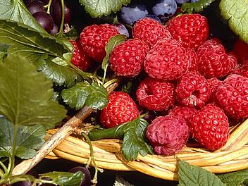 Himbeeren Foto: Archiv