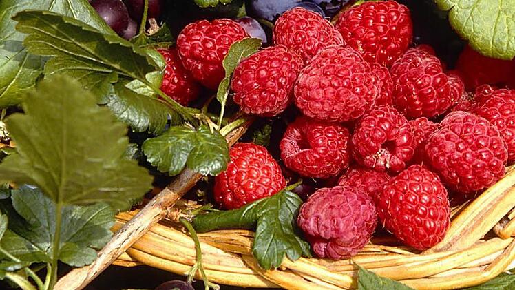 Himbeeren Foto: Archiv