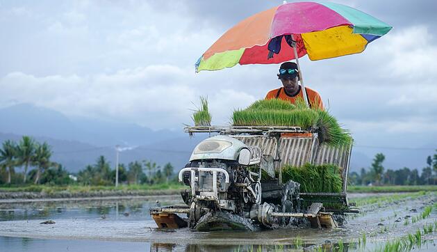 Reisanbau in Zentralsulawesi