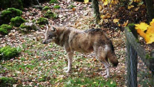 Wolf. Foto: Franz Galster