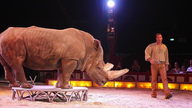 Martin Lacey Junior präsentiert das Nashorn.