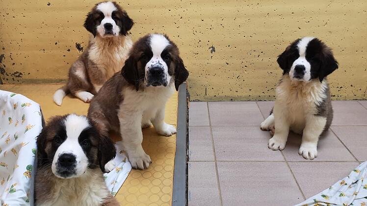 Tierheim Nürnberg: 99 Hunde aus illegalem Transport "endlich freigegeben" - nach fast zwei Jahren