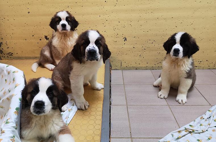Tierheim Nürnberg: 100 geschmuggelte Hundewelpen: Schicksal der Tiere weiterhin ungewiss - Vimarsana News