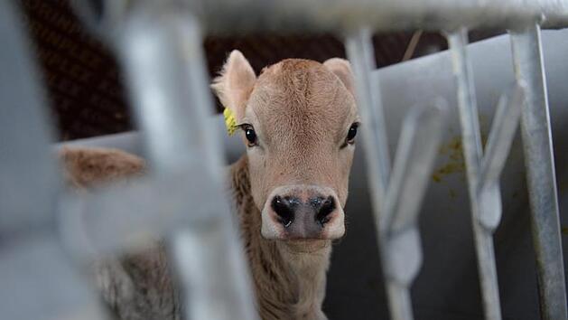 Kalb im Kreis Hof von Unbekanntem get&ouml;tet - Polizei sucht nach Zeugen