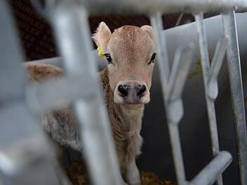 Kalb im Kreis Hof von Unbekanntem getötet - Polizei sucht nach Zeugen