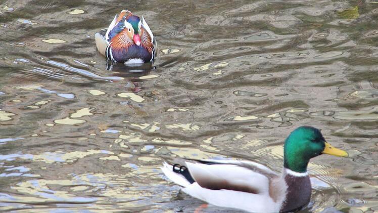 Normale Wildente (vorne) und Mandarinente  Foto: Friedwald Schedel