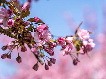 Wundersch&ouml;ne Naturfotos aus Bamberg.