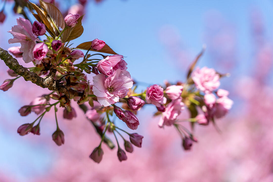 Wundersch&ouml;ne Naturfotos aus Bamberg.