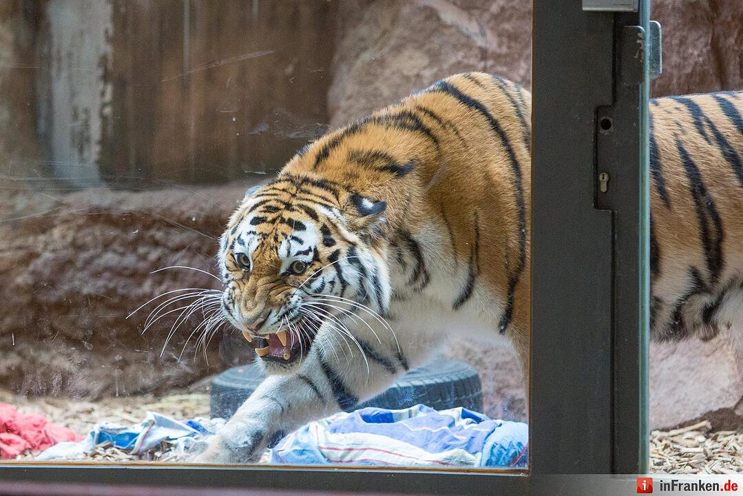 Tigergarten Nürnberg: Nachwuchs bei den Sibirischen Tigern