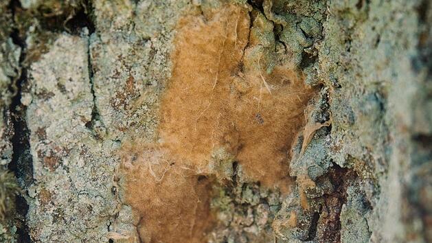 Ein Eigelege des Schwammspinners ist auf der Rinde einer Eiche zu sehen  Foto: Nicolas Armer/dpa