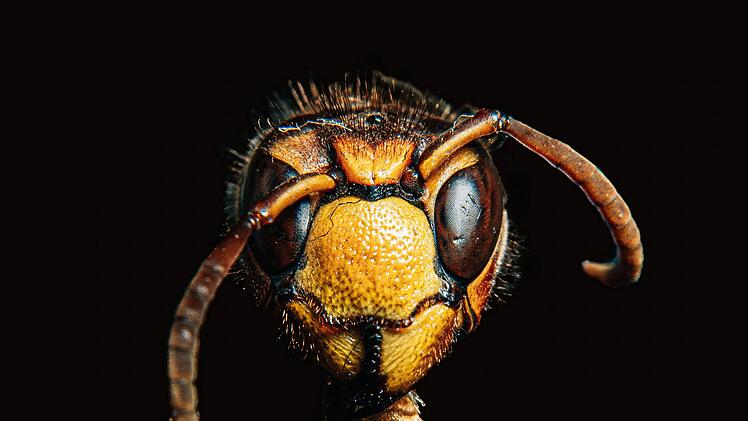 Neustadt: &Auml;lterer Herr hat pl&ouml;tzlich Hornisse im Auto - und baut folgenschweren Unfall