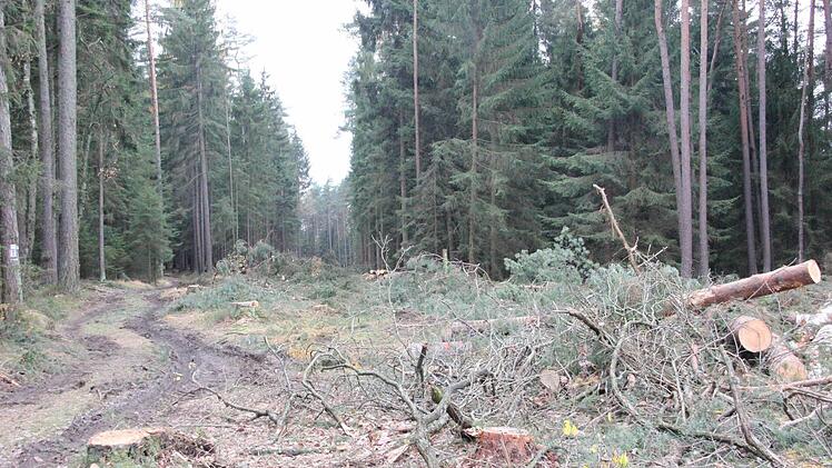 Die Spuren am alten Waldweg sieht man. Der neue Weg wird gerade verlaufen. Foto: Friedwald Schedel
