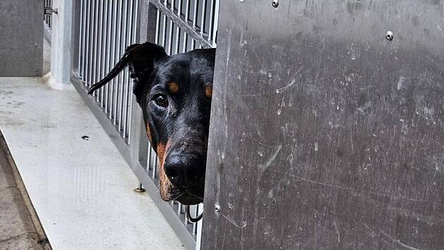 Tierheim Nürnberg: "Menschen können einfach grausam sein"