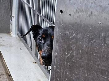 Tierheim Nürnberg: "Menschen können einfach grausam sein"