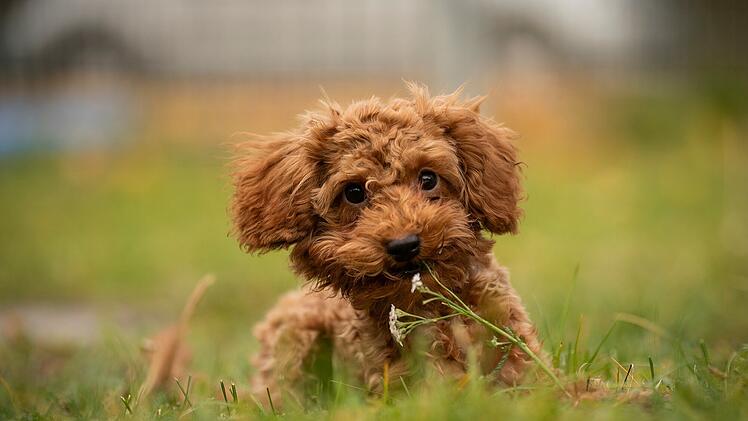 Tierheim Nürnberg mit Update zu Pudelwelpen - "endlich ist es so weit"