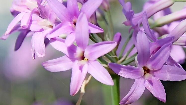 Die lila Blüten des Zimmerknoblauchs versprühen einen intensiv-würzigen Duft. Und sie schmecken auch knoblauchig.