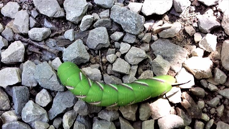 Raupe des Ligusterschwärmers, der hier selten anzufinden ist  Foto: Günther Eichler