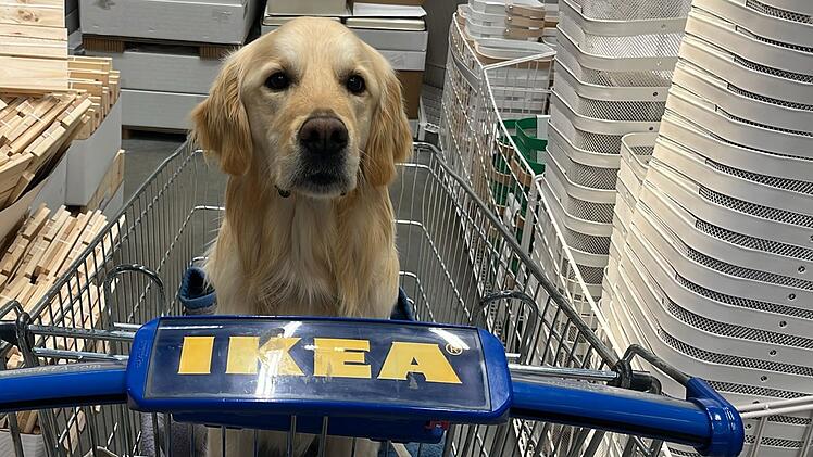 Ikea in Fürth erlaubt jetzt Hunde - unter einer Bedingung