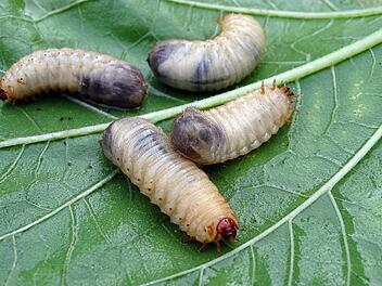 Dicke weiße Maden im Garten: Das kannst du gegen Engerlinge tun