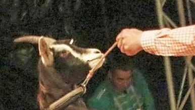 Im österreichischen Staatszirkus Louis Knie stellen sich alle auf die Hinterfüße, auch die Ziegen.