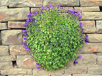 Trockenmauer Glockenblume