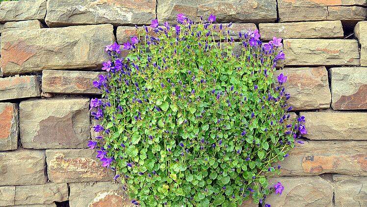 Trockenmauer Glockenblume