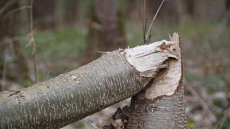 Die erste Spur: Hier war ein Biber am Werk. Eindeutig.
