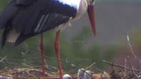 Drei Köpfchen ragen aus dem Storchenhorst. Foto: Storchencam