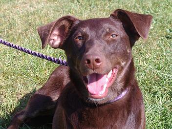 Foxy kommt aus Spanien. Foto: privat