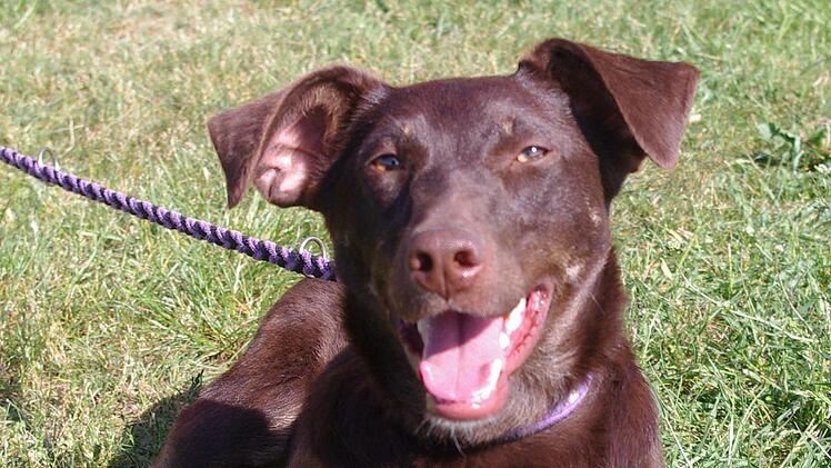 Foxy kommt aus Spanien. Foto: privat