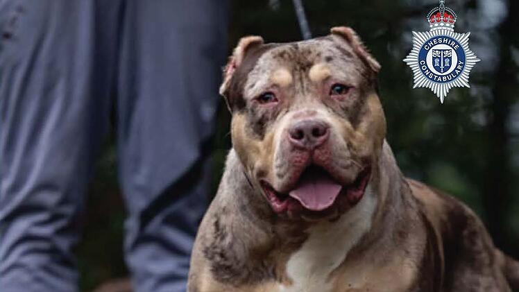 Gerichtsverfahren zu XL Bully in England