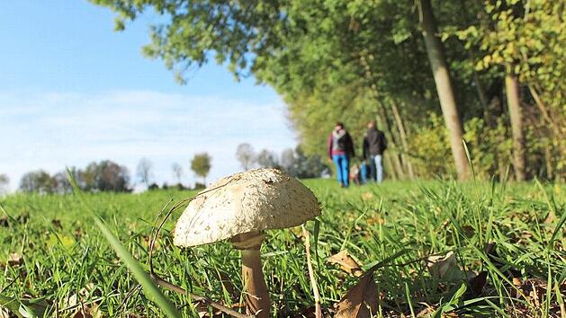 Die Wanderung und die Nachhut der Wandergruppe aus der Pilzperspektive. Fotos: Markus H&auml;ggberg