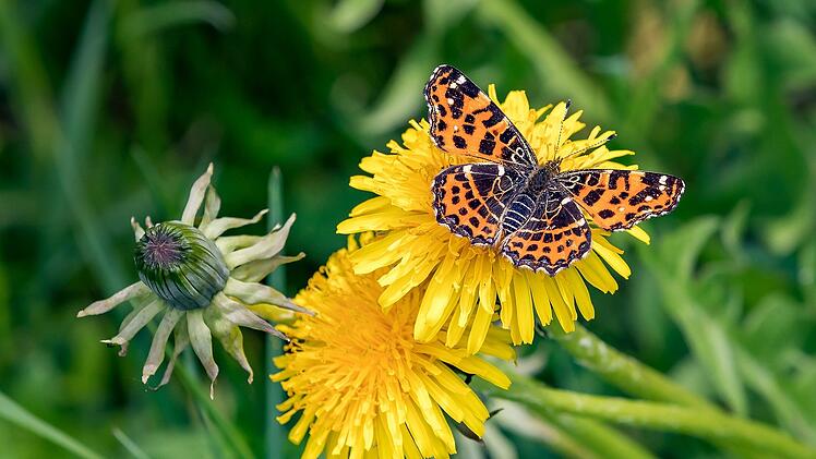 Das Landkärtchen war bei uns in Deutschland der "Schmetterling des Jahres 2007".