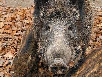 In Deutschland ist bisher noch kein Fall der Afrikanischen Schweinepest aufgetreten, in Polen gab es schon Ausbrüche. Foto: Uwe Zucchi/dpa