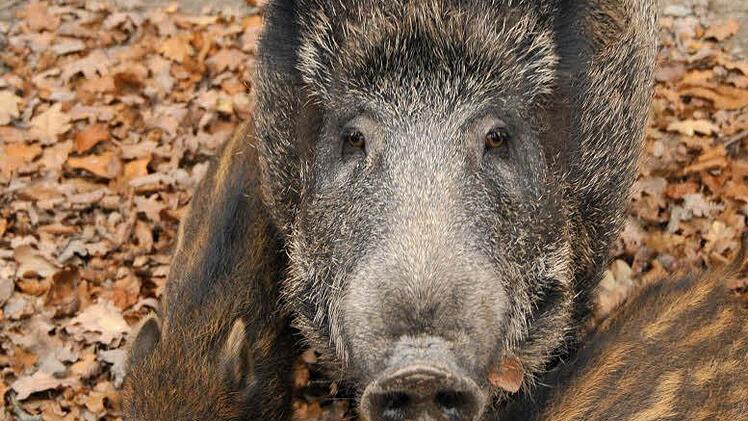 In Deutschland ist bisher noch kein Fall der Afrikanischen Schweinepest aufgetreten, in Polen gab es schon Ausbrüche. Foto: Uwe Zucchi/dpa