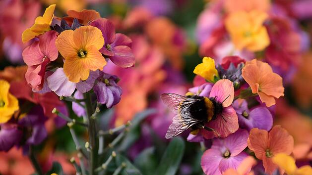 Die Sonne und warme Luft schadet den Blumen nicht - im Gegenteil. Symbolfoto: Nicolas Armer/dpa.