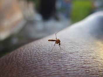 Nur die Weibchen der kleinen Insekten stechen.