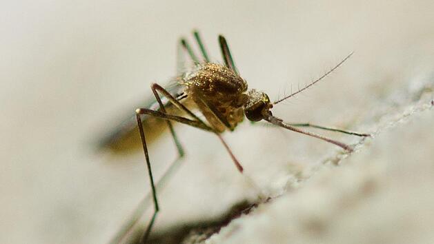 West-Nil-Virus breitet sich weiter in Deutschland aus