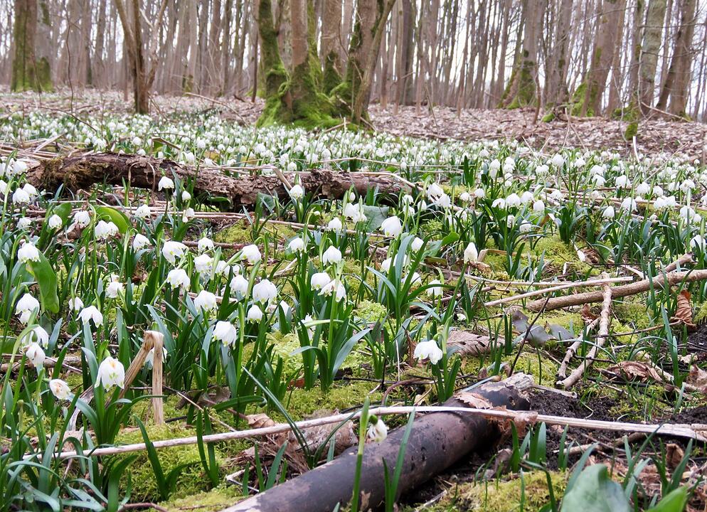Die schönsten Frühlingsfotos aus den Haßbergen