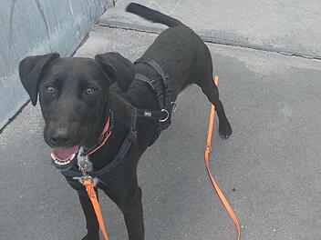 Tierheim Bamberg: Hund Nero nach nur zwei Tagen abgegeben - "doch nicht gewollt"