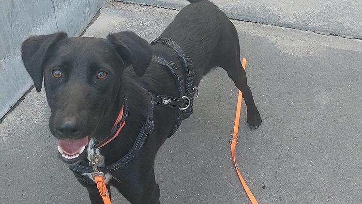 Tierheim Bamberg: Hund Nero nach nur zwei Tagen abgegeben - "doch nicht gewollt"