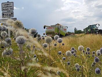 Die Distel, ein Sinnbild: Wunderschön anzusehen, aber ganz schön stachelig. Goldgelb das Korn, aber im übertragenen Sinne stachelig ist der Ertrag beim Getreide in diesem Jahr. Die Mengen stimmen nicht, finanzielle Einbußen drohen den Landwirten. Ein schwacher Trost, dass sie schon Ende Juli mit der Ernte fertig sind.Brigitte Krause