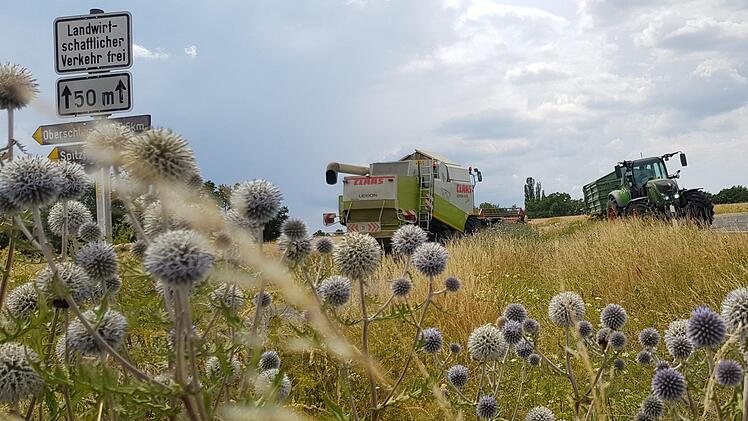 Die Distel, ein Sinnbild: Wunderschön anzusehen, aber ganz schön stachelig. Goldgelb das Korn, aber im übertragenen Sinne stachelig ist der Ertrag beim Getreide in diesem Jahr. Die Mengen stimmen nicht, finanzielle Einbußen drohen den Landwirten. Ein schwacher Trost, dass sie schon Ende Juli mit der Ernte fertig sind.Brigitte Krause